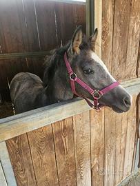 Puledro maschio di 5 mesi,pony femmina di 7 anni