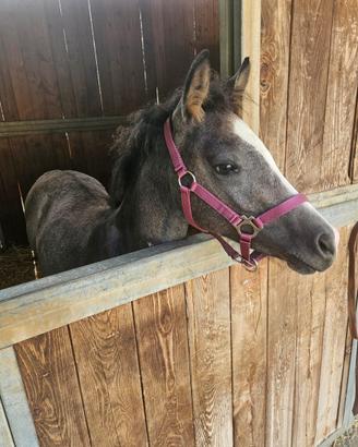 Puledro maschio di 5 mesi,pony femmina di 7 anni