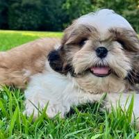 Cuccioli di shitzu solo due rimasti