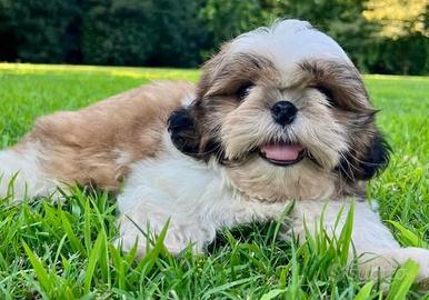 Cuccioli di shitzu solo due rimasti