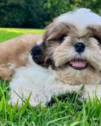 Cuccioli di shitzu solo due rimasti