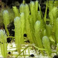 Macroalghe caulerpa