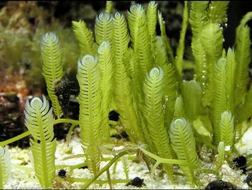 Macroalghe caulerpa