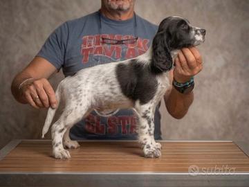 Setter inglese