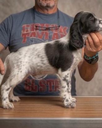 Setter inglese