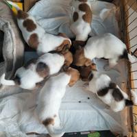 Cuccioli di jack russell terrier con pedigree