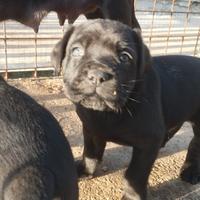 Cane Corso Cuccioli