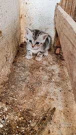 Gattini 
