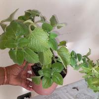 Piante di oregano cubano