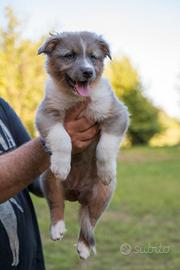 Pastore australiano per australiano border collie
