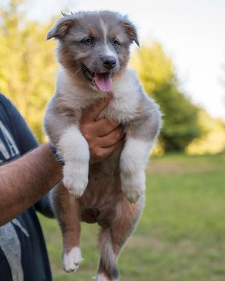 Pastore australiano per australiano border collie