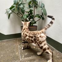 Gatto Bengala maschietto