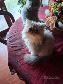 Cuccioli Persiano puro