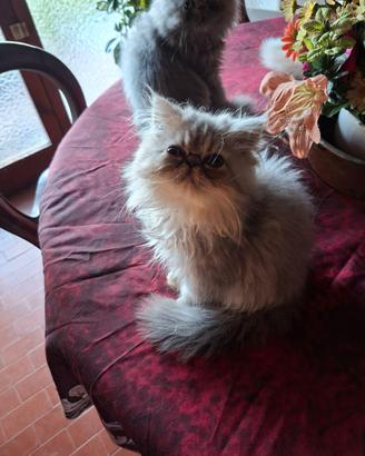 Cuccioli Persiano puro