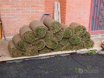 prato inglese rotoli erba vera da giardino