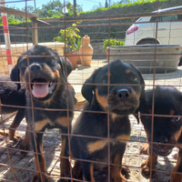 Cuccioli di rotweiler