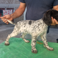 Setter inglese