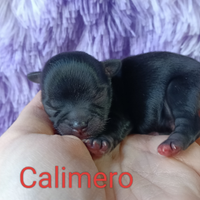 Cuccioli di chihuahua