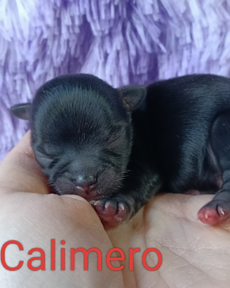 Cuccioli di chihuahua