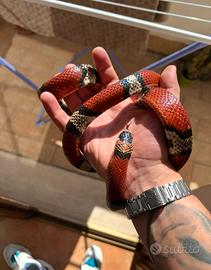Serpente