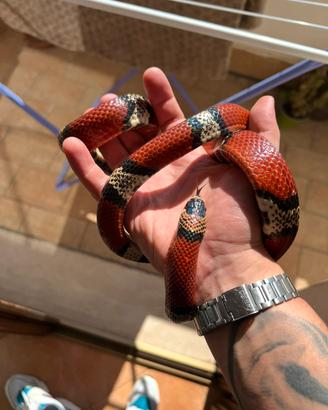 Serpente