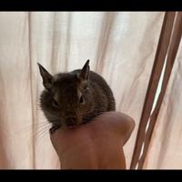 Degu del cile