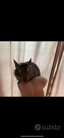 Degu del cile