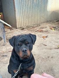 Rottweiler per monta