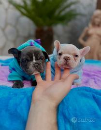 Cucciolo bulldog francese