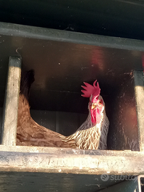 Galline