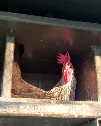 Galline
