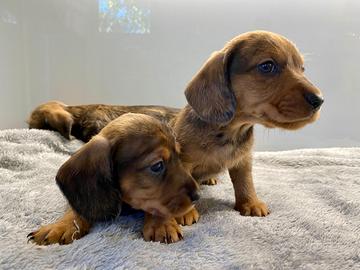 Cuccioli bassotto pelo duro arlecchino pedigree