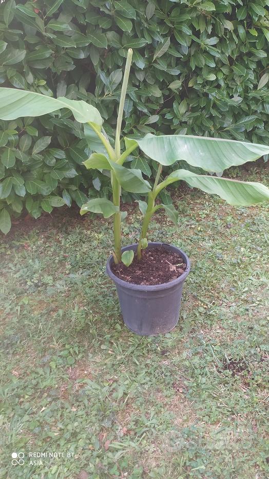 Banano pianta - Prezzi e offerte usato 