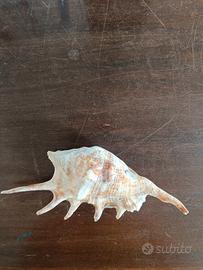 Conchiglia Lambis