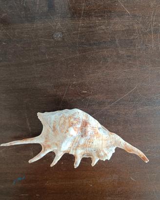 Conchiglia Lambis
