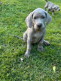 Cuccioli Weimaraner ENCI - alta genealogia