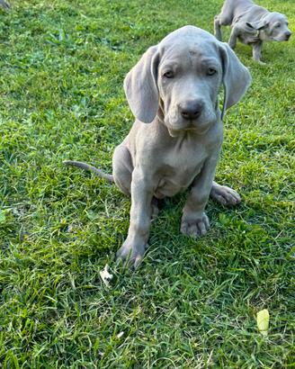 Cuccioli Weimaraner ENCI - alta genealogia
