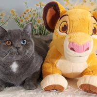 Scottish Straight impari