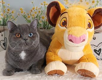 Scottish Straight impari