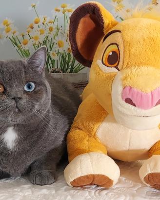 Scottish Straight impari