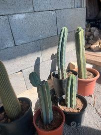 Talee cactus san pedro