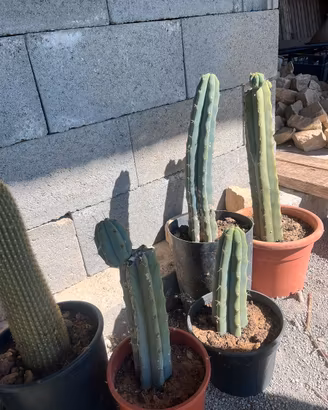 Talee cactus san pedro