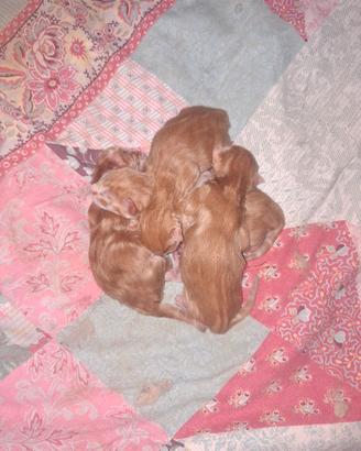 Cuccioli Maine Coon 