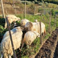 Agnello da latte da riproduzione