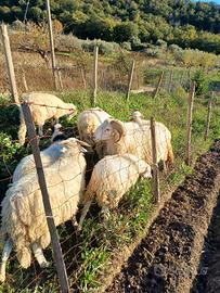 Agnello da latte da riproduzione