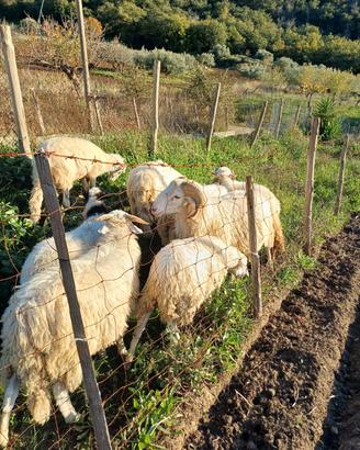 Agnello da latte da riproduzione