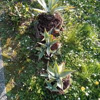 piante di agave