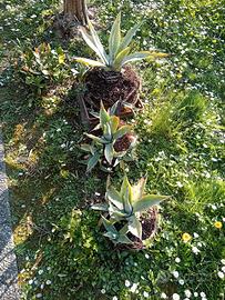 piante di agave
