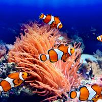 Pesci Pagliaccio dí Allevamento per acquario