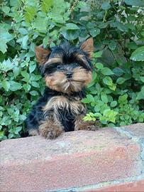 Cucciolo Yorkshire disponibile
